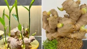 Dat Cu Nay Len Ban Than Tai Bi Quyet Chieu Tai Hut Loc Cuc Manh Ai Cung Nen Biet 133439