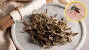 dat nam la nay trong phong muoi chay sach nha luc nao cung thom tho 170722