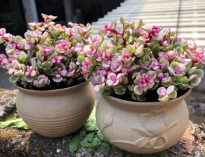 Đầu xuân trồng 6 cây cảnh được coi hiện thân Thần Tài, để tài lộc gõ cửa, gia đạo bình an 1 dau xuan trong 6 cay canh duoc coi hien than than tai de tai loc go cua gia dao binh an 221808