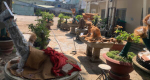 dien bien moi vu 42 cay mai bi tich thu o con dao tra lai 21 goc cho chu so huu 2694