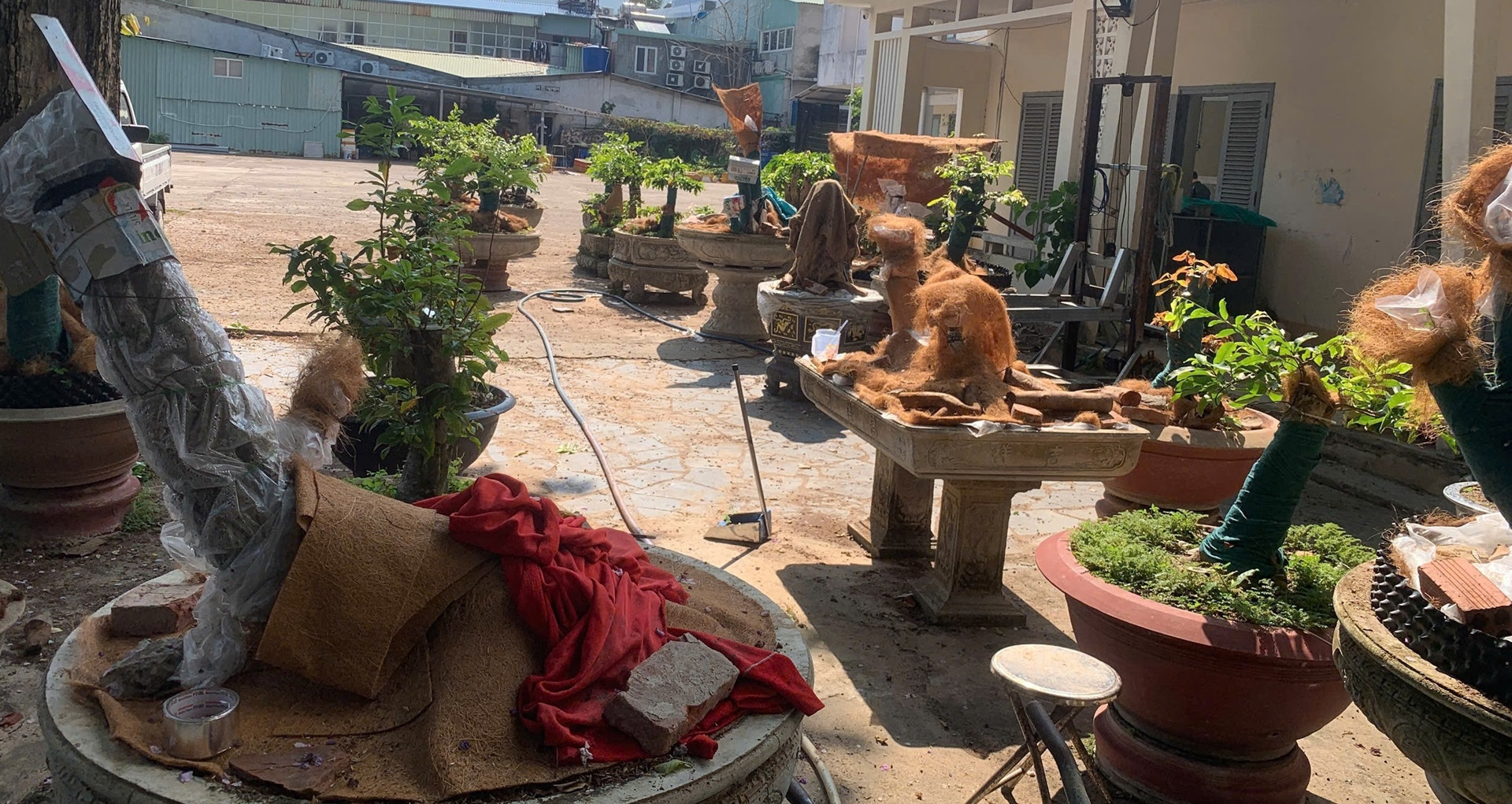 dien bien moi vu 42 cay mai bi tich thu o con dao tra lai 21 goc cho chu so huu 2694