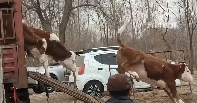 Doan Nguoi Mang 10 Con Bo 40 Con Cuu Sang Nha Thong Gia Tham Con Gai 786