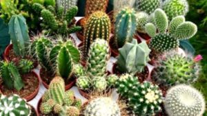 dung chu quan 3 vat pham tuyet doi khong nen bay o cua hang keo tai van sa sut van den keo den 14102