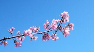 E0E9608C051D6Ead935E0A3Be49Db8F6 Anh Mua Xuan 44