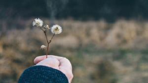 Nhà Có Hoa Tigon (Phần 6) E683072A90C8713E9C3D03E555900Dbc Hoa