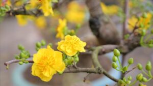 F7Ebbb740541C0B4599129793E7Eae7A Hoa Mai