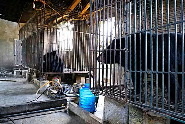 Một hộ dân ở Nghệ An tự nguyện bàn giao 2 cá thể gấu ngựa nuôi nhốt hơn 20 năm