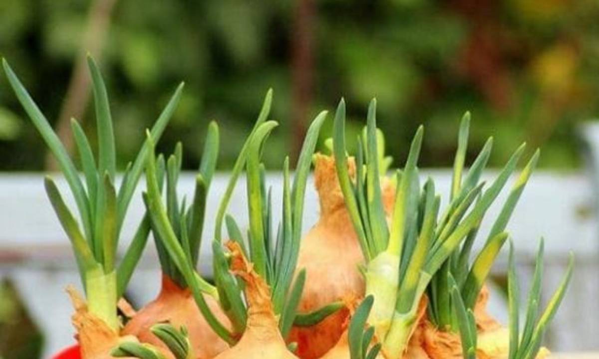 Gung Hanh Toi Moc Mam Co An Duoc Khong Canh Bao Nguy Co Mua Nom Am Nhieu Nguoi Bo Qua 154738