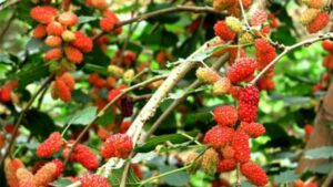 Hai Loai Cay Nha Nao Cung Trong Tuong Mang May Man Nhung Thuc Ra La Phong Thuy Dai Ky 150825