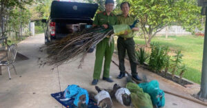 hai nguoi dan ong tu nguyen giao nop 9 chim cong quy hiem nuoi lam canh nhieu nam 1762