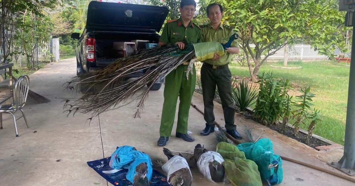 hai nguoi dan ong tu nguyen giao nop 9 chim cong quy hiem nuoi lam canh nhieu nam 1762