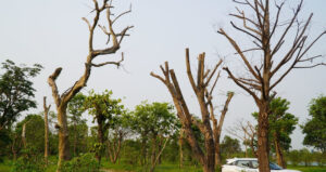 hang loat cay xanh chet kho o cong vien trung tam 1658