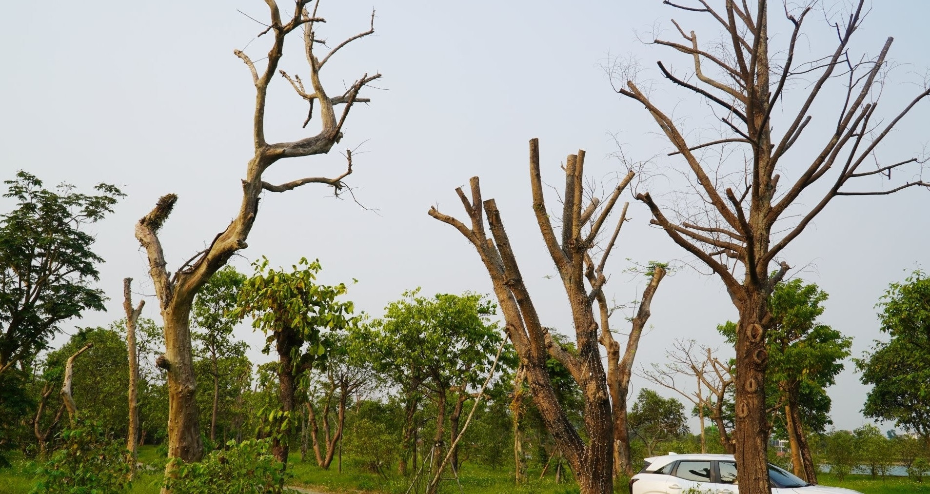 hang loat cay xanh chet kho o cong vien trung tam 1658