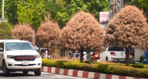 hang loat cay xanh chet kho tren tuyen duong trung tam dong nai 1720