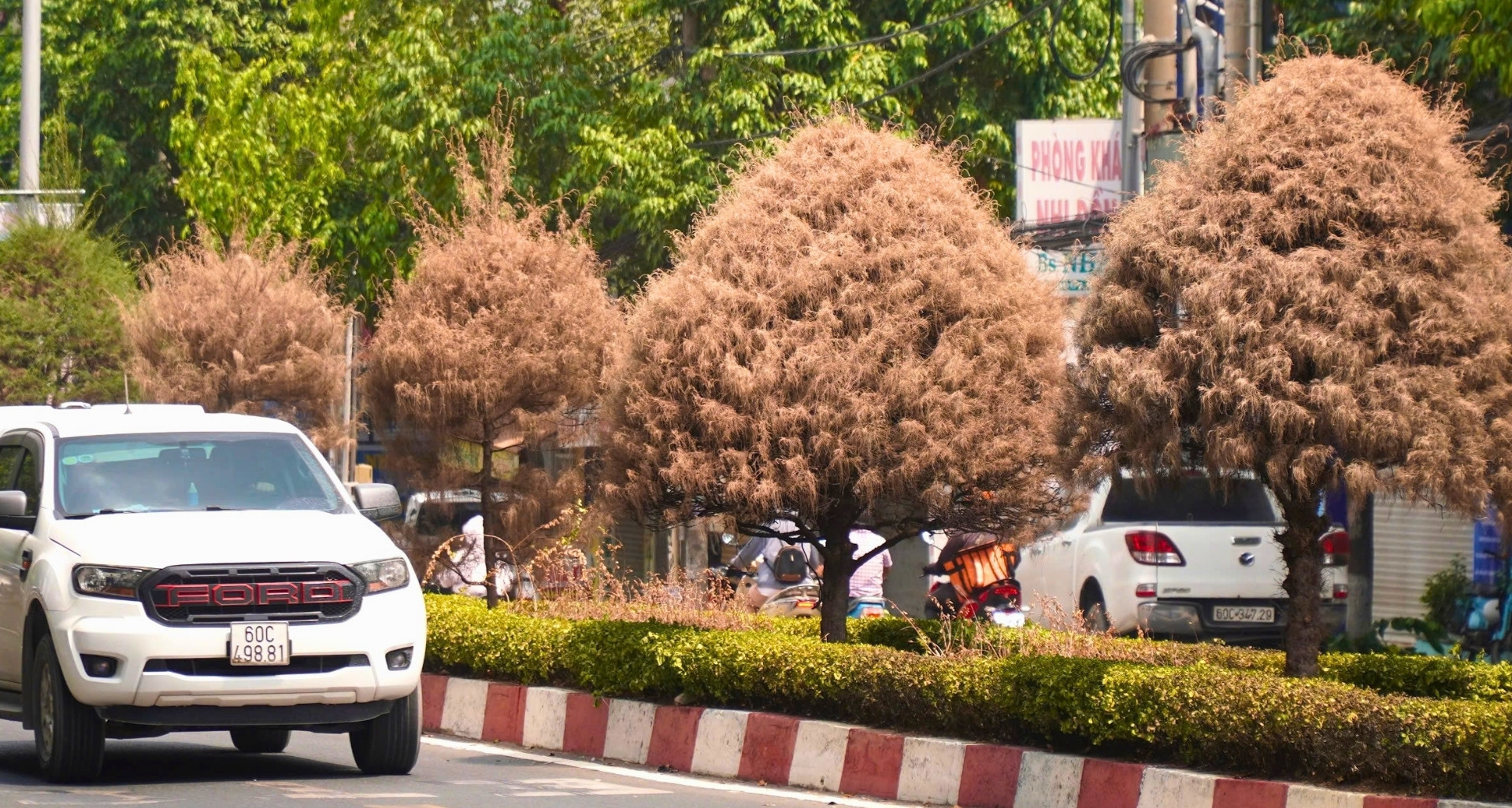 hang loat cay xanh chet kho tren tuyen duong trung tam dong nai 1720
