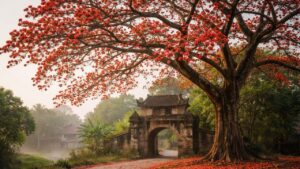 Hoa gạo nở đỏ rực trời xuân nhưng vì sao người xưa lại sợ trồng cây hoa gạo trước nhà? 4 hoa gao no do ruc troi xuan nhung vi sao nguoi xua lai so trong cay hoa gao truoc nha 063054