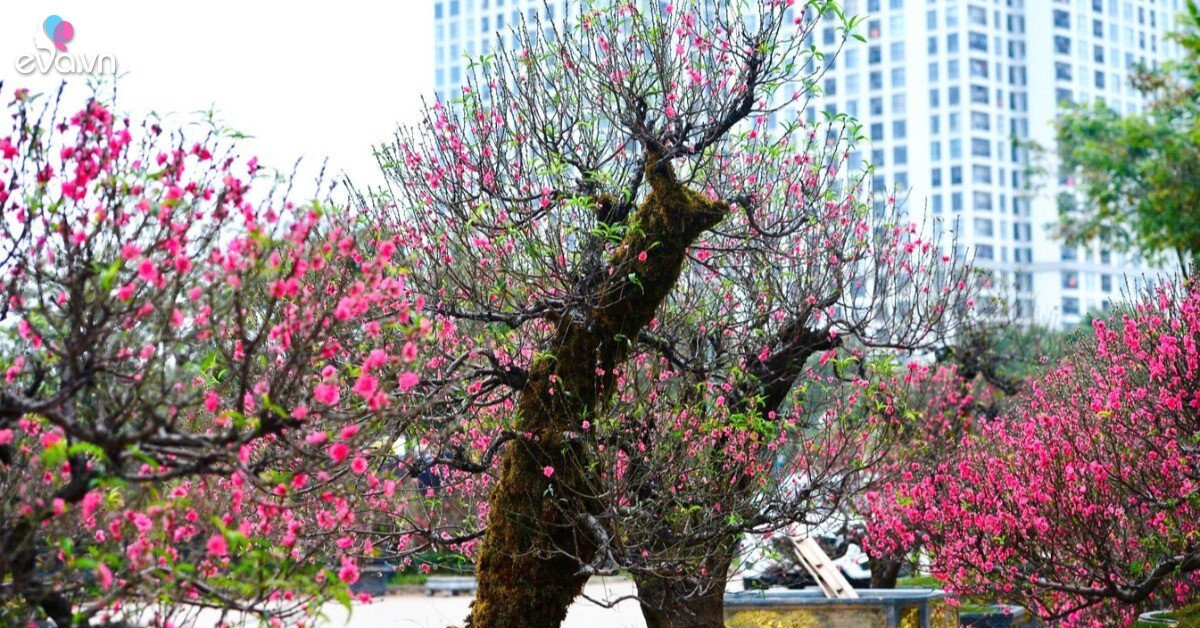 Img Social Uploadbtv 1769134053 525 Thumbnail Width1346Height704 Watermark