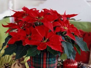 4 Loại Cây Đẹp Hơn Đào - Quất, 3 Ngày Tết Để Trong Nhà Ra Giêng Sẽ Có Lộc Img1450 1240