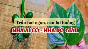Người xưa nhắc rồi: ‘Trầu hai ngọn, cau lại buồng’ dâng cúng cầu gì cũng linh 1 img1652 1255