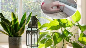 4 loại cây hút ẩm - khử mùi, trồng nhà nào nhà đấy Lộc 1 img1800 1331