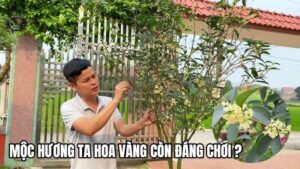 Loại cây hợp cả 5 mệnh, trồng nhà nào nhà đấy lộc về đều tay 1 img3004 1535