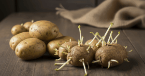 khoai tay moc mam 17628374445101127689508 33 0 813 1248 crop 17628375380471400659375