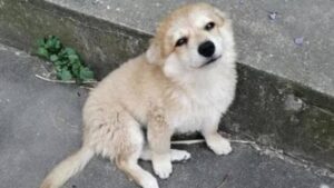 Khong Phai Me Tin 6 Loai Dong Vat Nho Xuat Hien Trong Nha Bao Hieu Tai Loc Den Gia Dinh Sap Phat Dat