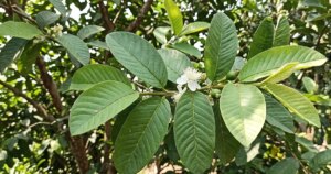 la oi 17769538718091646598171 0 0 750 1200 crop 17769539851282040076799