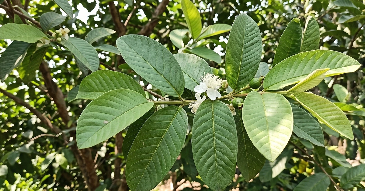 la oi 17769538718091646598171 0 0 750 1200 crop 17769539851282040076799