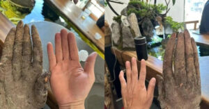 Lão nông đào được củ khoai khủng, hình dáng lạ, khách trả hơn 30 triệu không bán 1 lao nong dao duoc cu khoai khung hinh dang la khach tra hon 30 trieu khong ban 1009