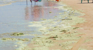 lo dien thu pham khien nuoc bien bai sau vung tau xanh nhu matcha 2380