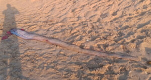 loai ca hiem gap dai 4m dat vao bo du khach nuoc ngoai thi nhau chup anh 720