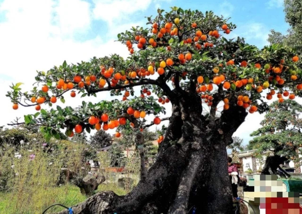 loai cay an qua quen thuoc bien thanh bonsai tien ty bieu tuong cho su ben vung sung tuc va vien man