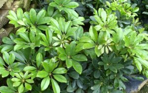 Loai Cay Canh Nay Giu Loc Tu Khi Vua Sang Vua Sach Duoc Nguoi Giau Yeu Thich 201438