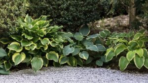 Loại cây chịu bóng nên trồng ngay tháng 2 để đón mùa xuân xanh tốt 1 loai cay chiu bong nen trong ngay thang 2 de don mua xuan xanh tot 165142