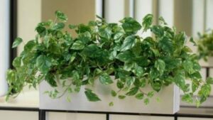 Loại cây được ví như “máy lọc không khí tự nhiên”: Sau Tết đặt trong nhà giúp tăng vượng khí, hút tài lộc 1 loai cay duoc vi nhu may loc khong khi tu nhien sau tet dat trong nha giup tang vuong khi hut tai lo