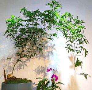 Loai Cay Nay Ai Cung Biet Nhung No La Bao Vat Phong Thuy Hoa Van Xau Giu Tai Loc Thi It Nguoi Biet 2