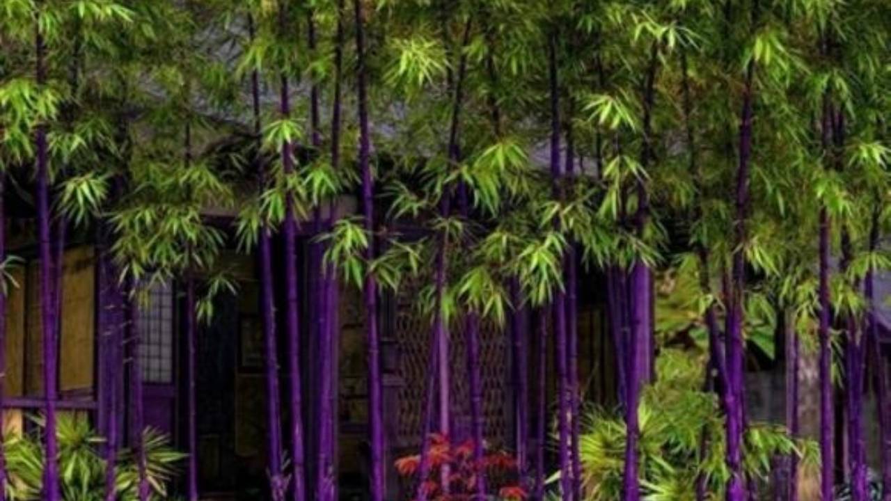 loai cay phong thuy duoc gioi nha giau ua chuong trong trong san vuon de cau tai loc truong tho 1412