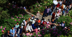 loai hoa hon 400 nam tuoi bung no ruc ro gay sot mang xa hoi 1322