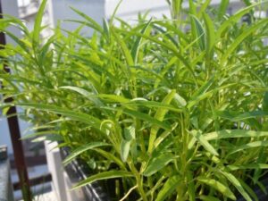 Loai Rau Cam Xuong Dat La Moc Xanh Mon Mon Axit Folic Gap 8 Lan Tao 184419