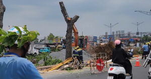 Cận cảnh loạt cây 'khủng' được đốn hạ ở TPHCM để thi công ga ngầm metro số 2 4 loat cay khung duoc don ha o tphcm de thi cong ga ngam metro so 2 1720