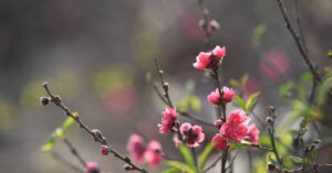 Loi Chuc Tet Bang Tieng Anh Hay Y Nghia Mung Nam Moi 2026 1743