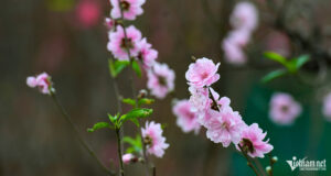 Loi Chuc Tet Khach Hang Mung Nam Moi 2026 Hay Trang Trong 946