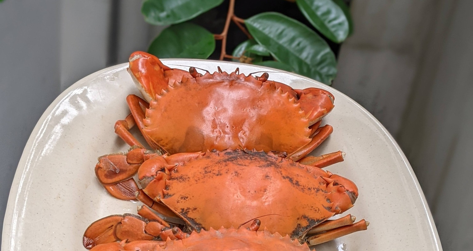 luoc cua bao nhieu phut thi chin va khong bi rung cang 1979