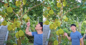 manh truong khoe cay mit triu qua trong biet thu nha vuon con trai jennifer pham cao vuot me 3046.pn
