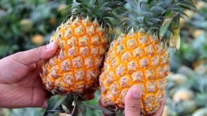 Mẹo chọn dứa chín tự nhiên, nhiều nước, ngọt lịm 1 meo chon dua chin tu nhien nhieu nuoc ngot lim 232921