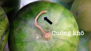 meo chon hoa qua ngay he an toan 10 loai qua ngon ngot tuoi sach 113050