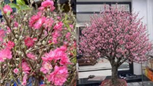 Meo Giu Hoa Dao No Dung Dip Tet Lau Rung Canh 224531