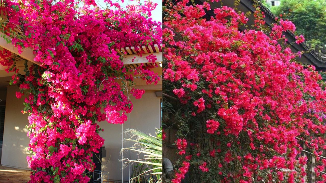 meo giup hoa giay ra nhieu hoa quanh nam 232400