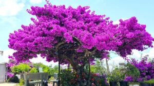 Mẹo làm hoa giấy nở hoa chỉ sau 10 ngày 1 meo lam hoa giay no hoa chi sau 10 ngay 235122